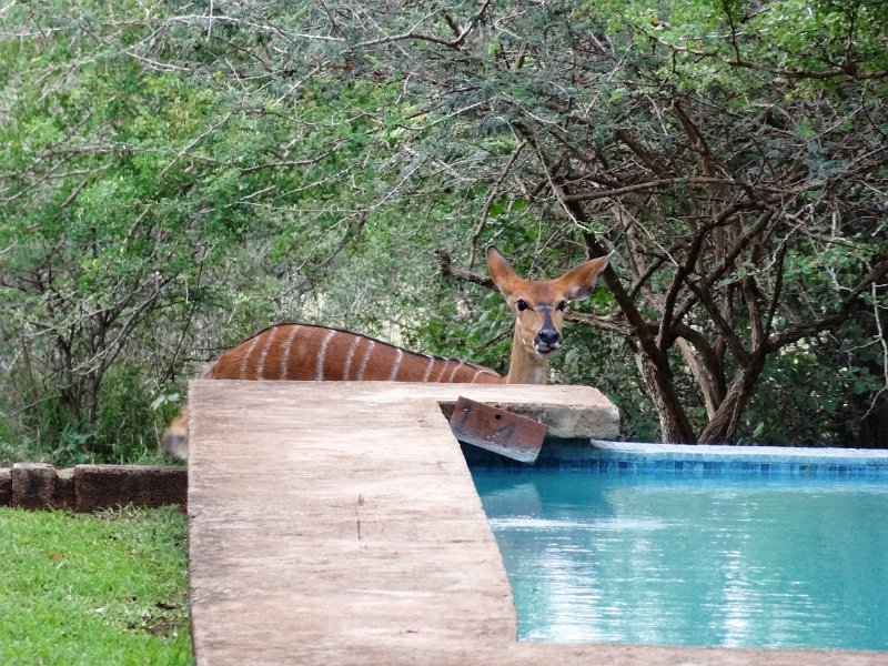 Pic (215).JPG - Nyala 